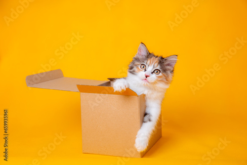 Funny kitten in a cardboard box, isolated on a colored yellow background with a place for text. cute kitten cat looks out with paws from a food delivery box. A cat joke in a gift box,  photo