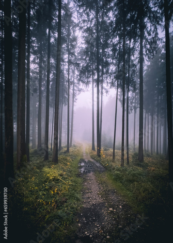 Mistic woods 3 © Lorenzo