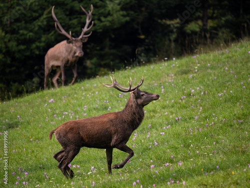 Red Deer - Cervus elaphus, large beautiful iconic animal from European forests and meadows, White Carpathians, Slovakia.