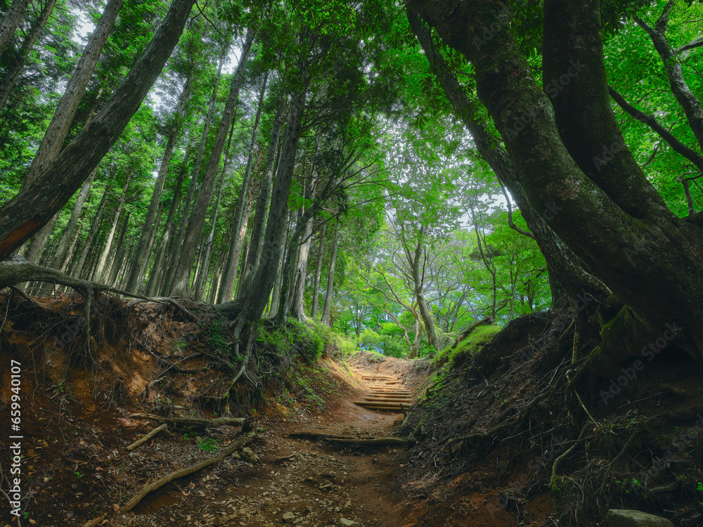 Between the big trees Between the big trees
