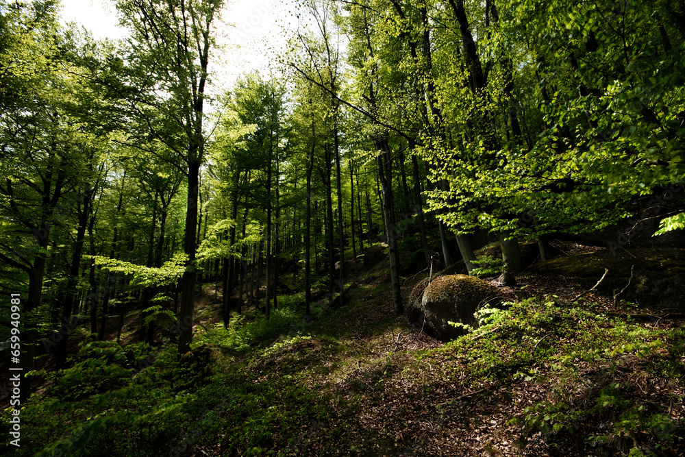 forest forest