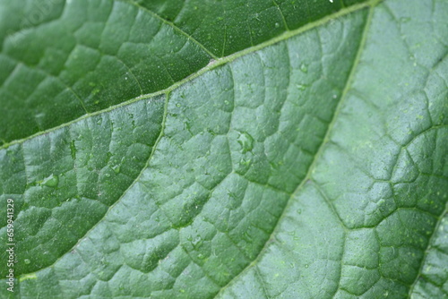 macro texture of a cucumber leaf , macro bright green leaf cumber texture, leaf veins close-up cucumber