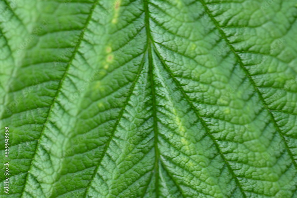 macro texture of a wood leaf , macro bright green leaf texture, leaf veins close-up macro texture of a wood leaf , macro bright green leaf texture, leaf veins close-up