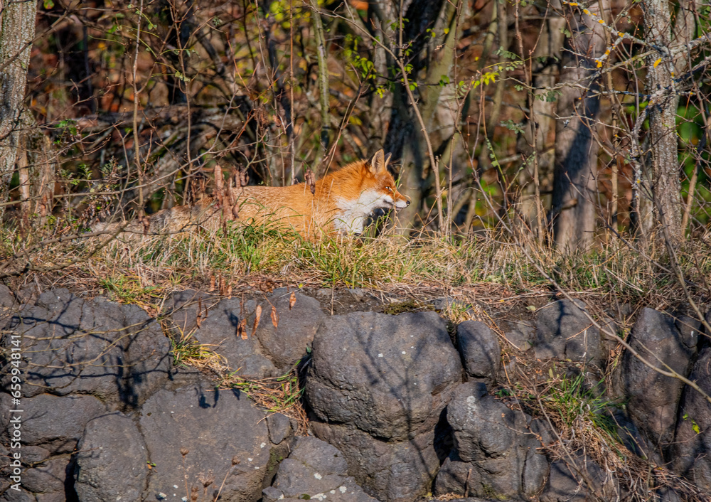 red fox in the forest red fox in the forest