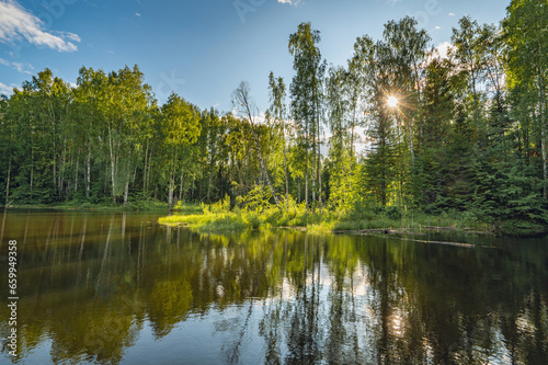 Summer river landscape with beautiful birches on the shore of a small bay, high water, islands of green cattail. Beautiful clouds in the sky, the sun through the branches of trees.
