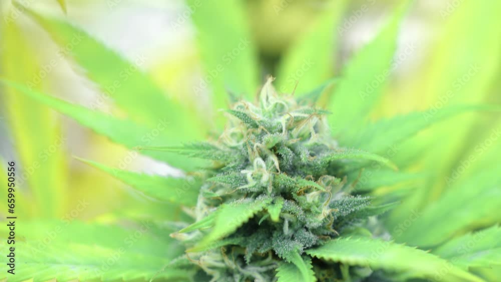 A tight macro shot of a flowering cannabis plant A tight macro shot of a flowering cannabis plant