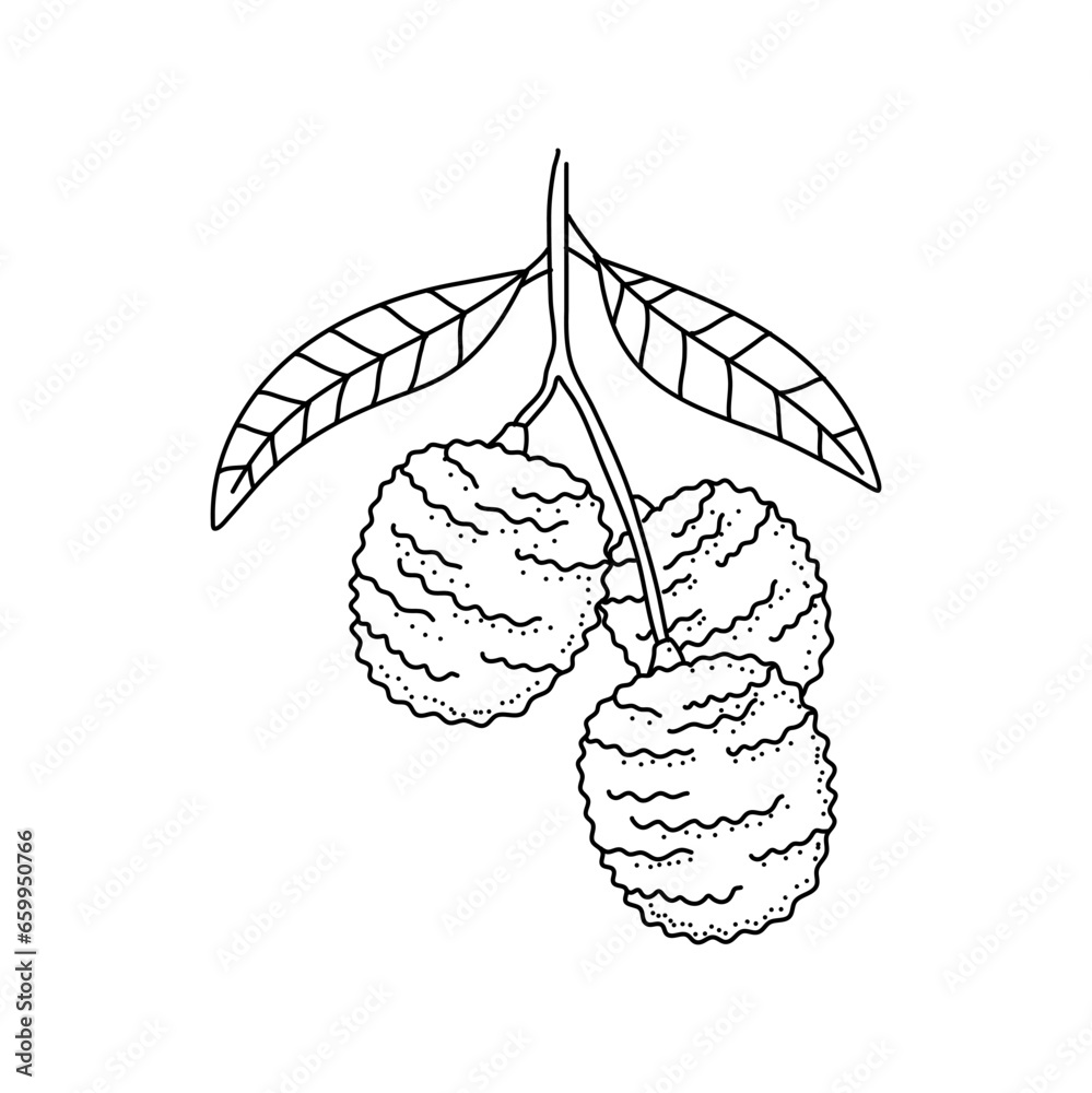 Fototapeta premium Hand drawn sketch style lychee isolated on white background