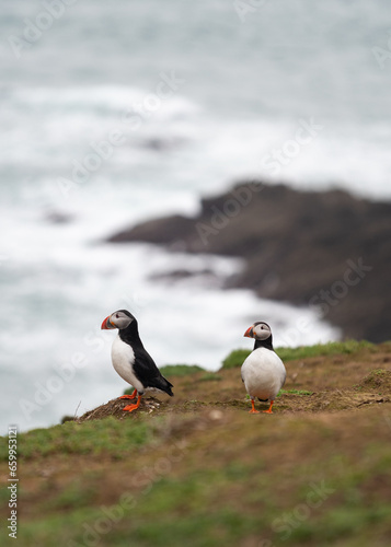 Two atlantic puffins silhouetted against the sea on a rocky shore