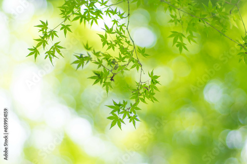 京都 夏の空を彩る高山寺の美しいもみじの新緑