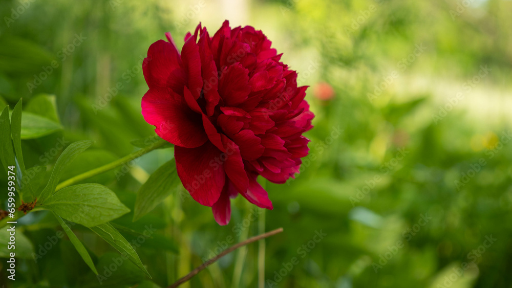 Pfingsrose in voller Blüte mit Bokeh, Thüringen Pfingsrose in voller Blüte mit Bokeh, Thüringen