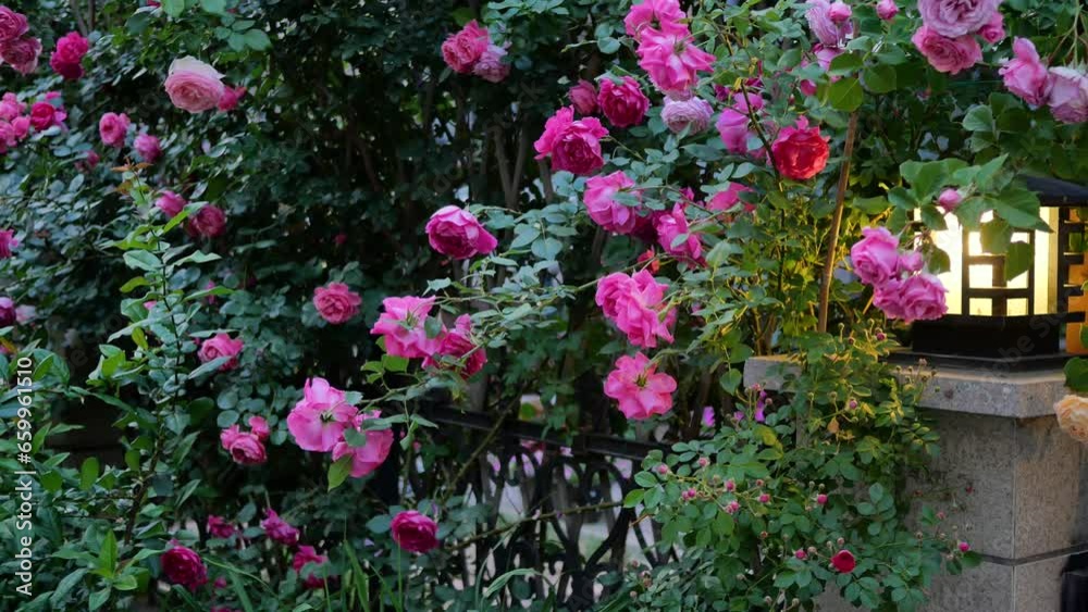 Roses were planted in front of the yard Roses were planted in front of the yard