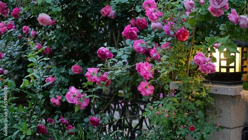 Wallpaper Mural Roses were planted in front of the yard Torontodigital.ca