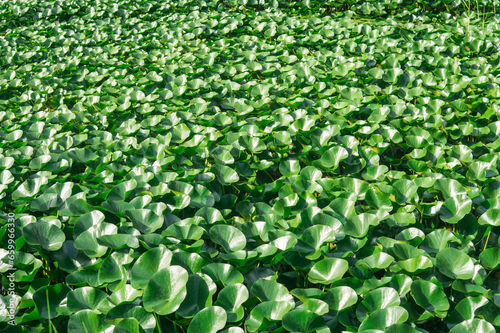 lotus leaves completely cover the surface of the water lotus leaves completely cover the surface of the water