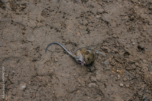 small dead or sleeping field mouse lies on clay ground