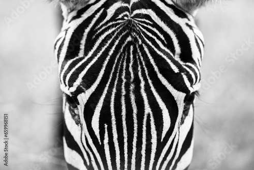 Fototapeta Naklejka Na Ścianę i Meble -  Portrait close-up Zebra. Zebra head with beautiful striped pattern. Monochroom, black and white