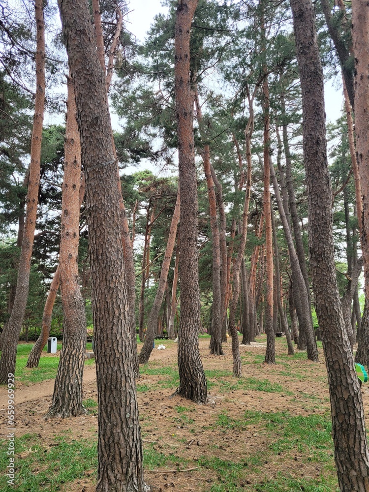 Naklejka premium Forest & Trees 