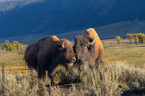 Bson in the Lamar Valley