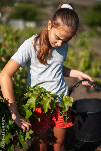the caucasian girl is passionate about harvesting grapes. wearing a gray T-shirt