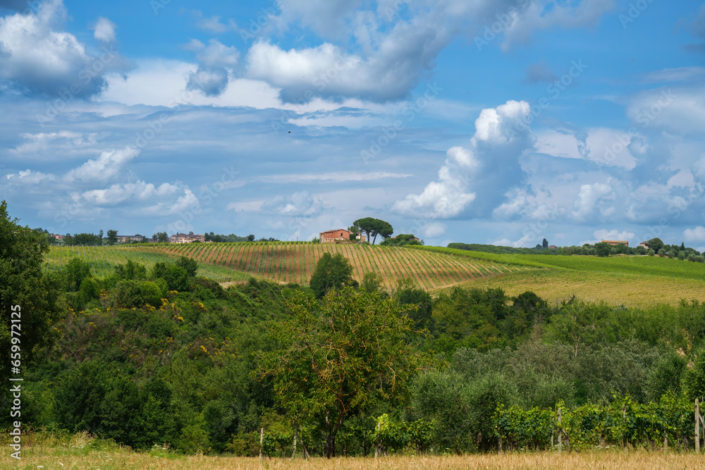 Vineyards of Chianti near Castelnuovo Berardenga, Siena province