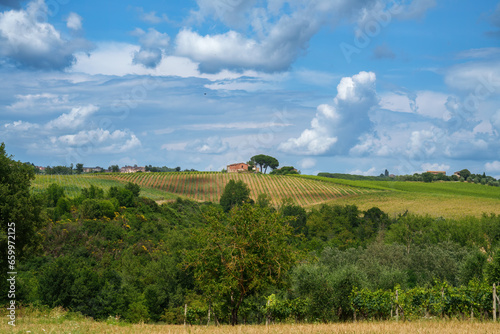 Vineyards of Chianti near Castelnuovo Berardenga, Siena province