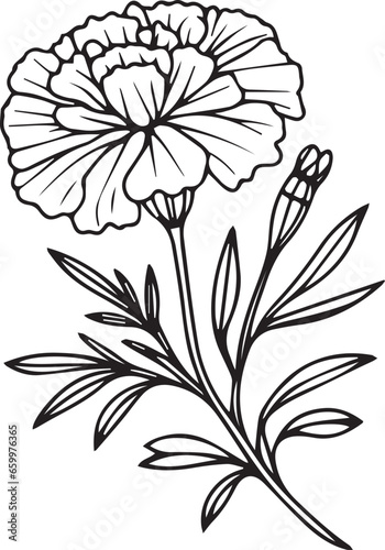 Topical marigold flower line drawing, marigold vector sketch line art coloring pages for kids, single stock outline drawing Marigold birth flower vector illustration, beautiful marigold flower bouquet