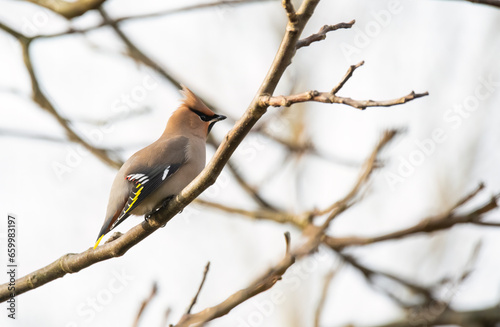 spotted woodpecker