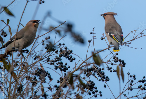 bird on a branch