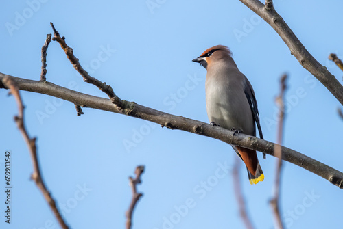 lilac roller on a branch