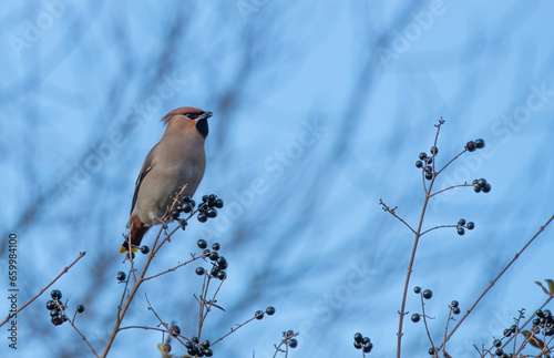 bird on a branch