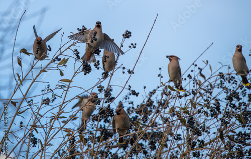 flock of birds on a branch