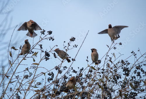 birds in the grass