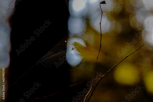 spider on a leaf