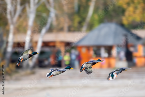 duck