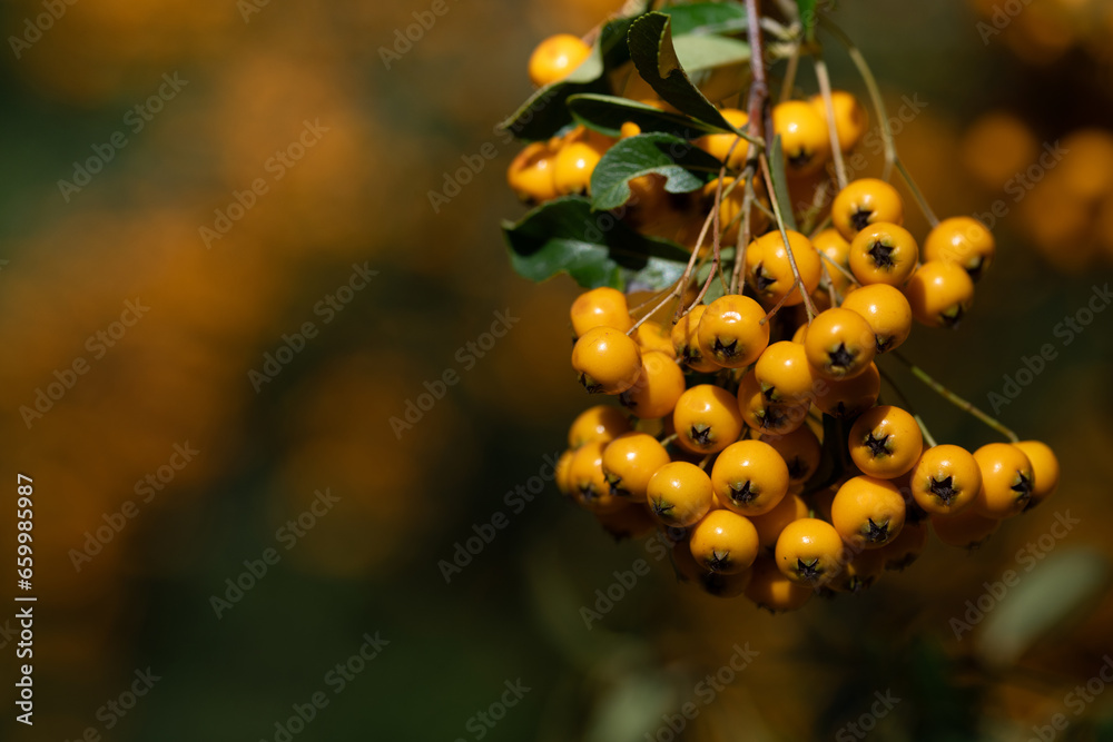 Close-up of the orange berries of firethorn (Pyracantha coccinea) growing on the bush in autumn Close-up of the orange berries of firethorn (Pyracantha coccinea) growing on the bush in autumn