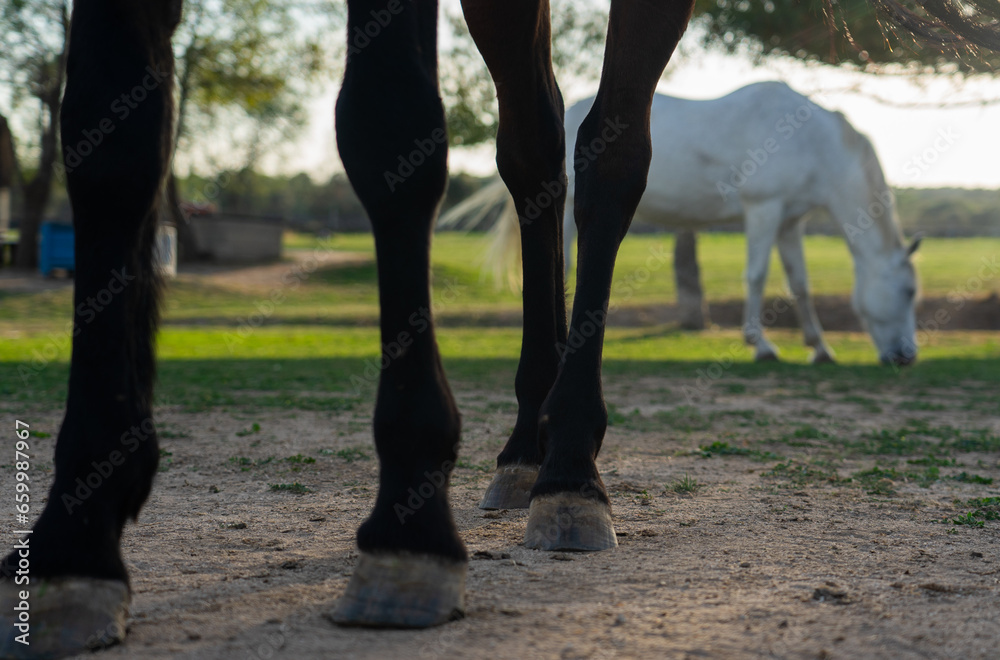 Fototapeta premium Brown horse legs and white horse background