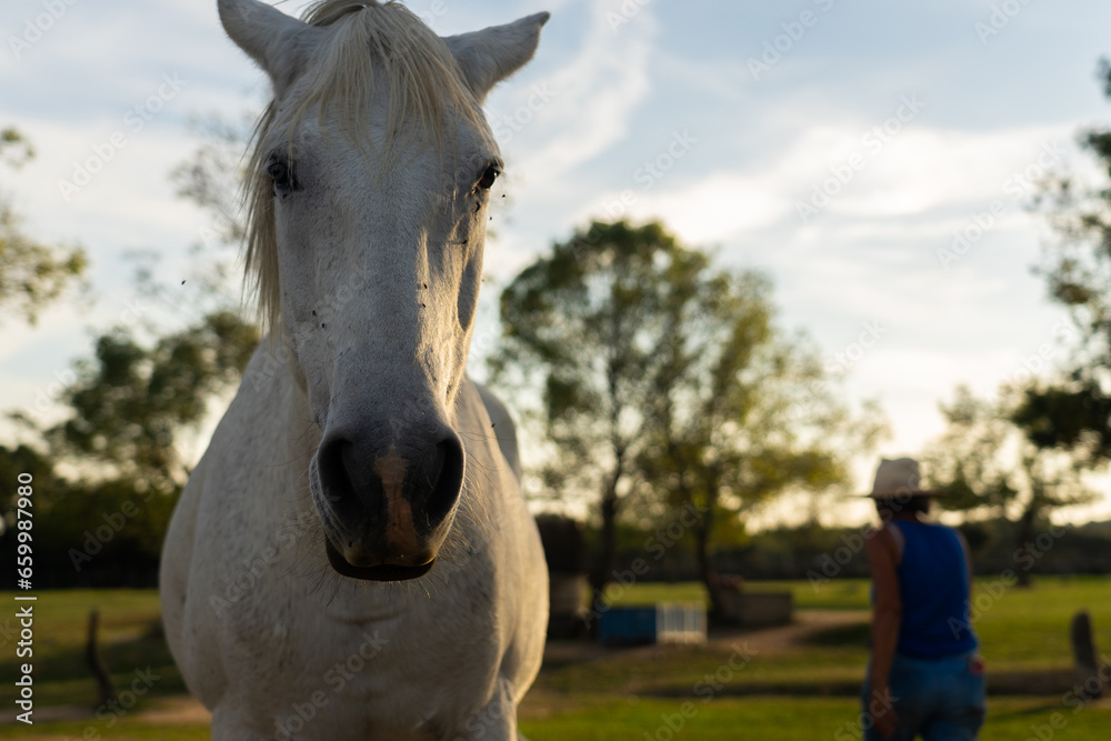 Obraz premium White horse seen from up close and a farmer in the background