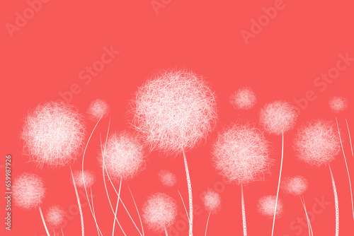 Dandelion Flower in Red background Flowers
