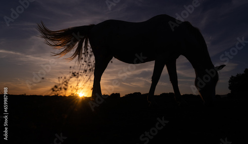 Silhouette of a horse at dawn © Arianne