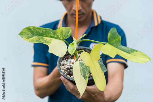 beautiful philodendron bipennifolium variegated in the pot photo