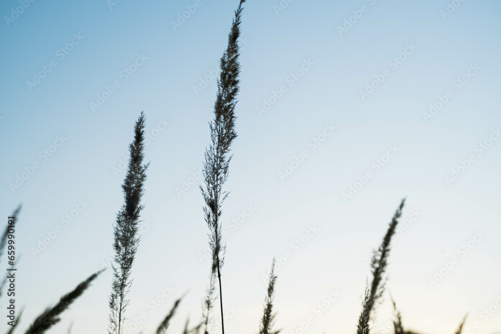 Obraz premium reed in the wind