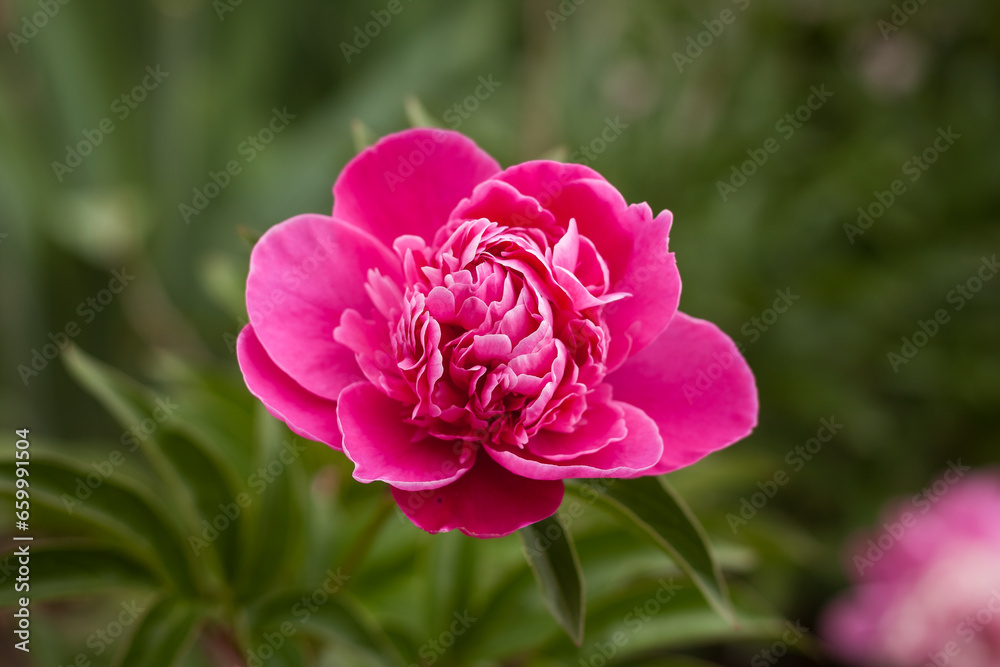 Pink peony (Paeonia) flower among green leaves. Small depth of field Pink peony (Paeonia) flower among green leaves. Small depth of field