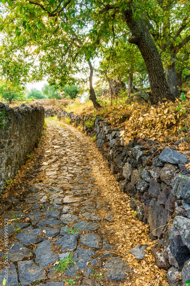 shiny golden stone paved road with stonal sidewalks and green bushes and trees on sides, stone path with green trees and pavement on outdoor landscape shiny golden stone paved road with stonal sidewalks and green bushes and trees on sides, stone path with green trees and pavement on outdoor landscape