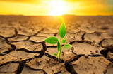 Green sprout growing on dry cracked earth with sunset sky background.Global warming and climate change concept.
World Environment Day, Earth Day Concept.
Carbon Trading Concept.