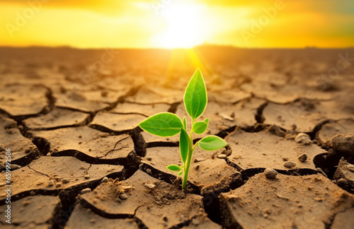 Green sprout growing on dry cracked earth with sunset sky background.Global warming and climate change concept. World Environment Day, Earth Day Concept. Carbon Trading Concept.