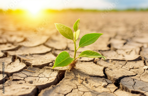 Green sprout growing on dry cracked earth background. Global warming and climate change concept. World Environment Day, Earth Day Concept. Carbon Trading Concept.