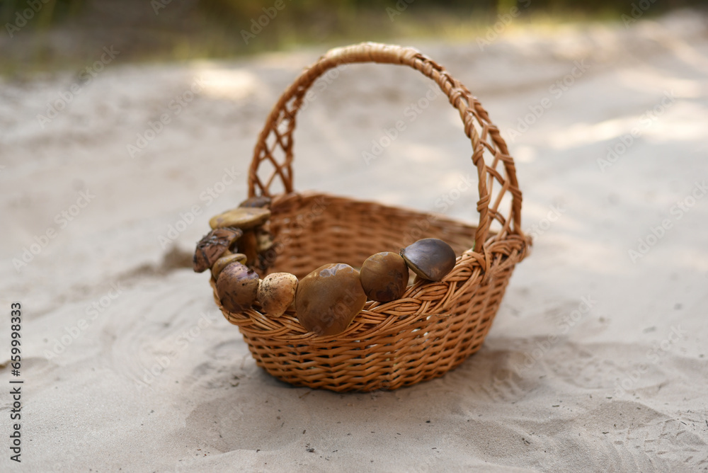 Basket of Polish mushrooms in the forest