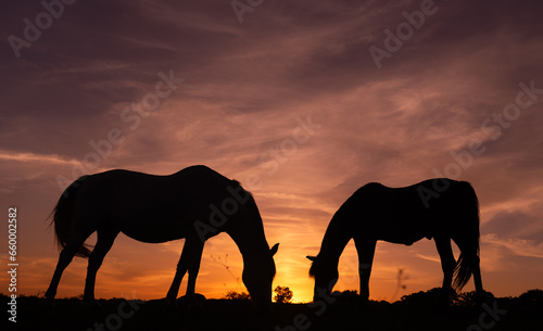 Silhouette of two horses at dawn