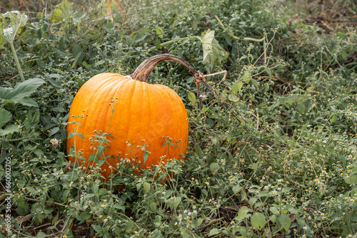 Autumn Harvest with pumpkins, gourds and colorful mums taken in New England