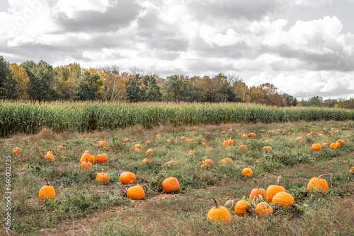 Pumpkin Patch in field with corn rows in the background on a cloudy day in Autumn
