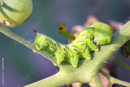green tomato hornworm caterpillar on a leaf.  photo